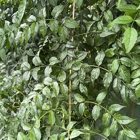Photo of the plant species Zimbabwe creeper by @LeadingPeyote95 named Queen on Greg, the plant care app