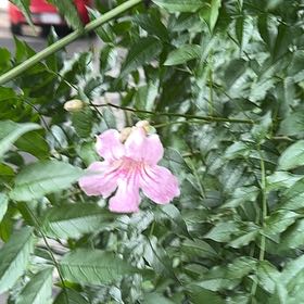 Photo of the plant species Zimbabwe creeper by @LeadingPeyote95 named Taylor Swift on Greg, the plant care app