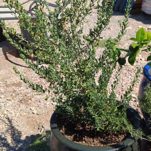 Photo of the plant species Texas Sage by @PoeticBonnydoon named Duke on Greg, the plant care app