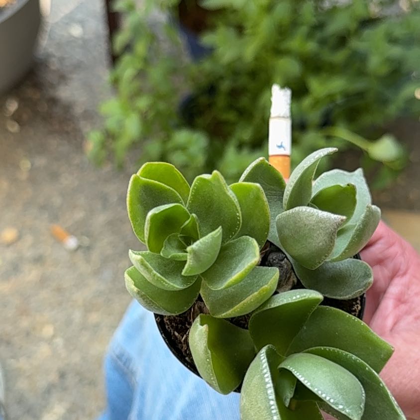 Photo of the plant species Taylor's Parches by @LushSugarsumac named Kendall on Greg, the plant care app