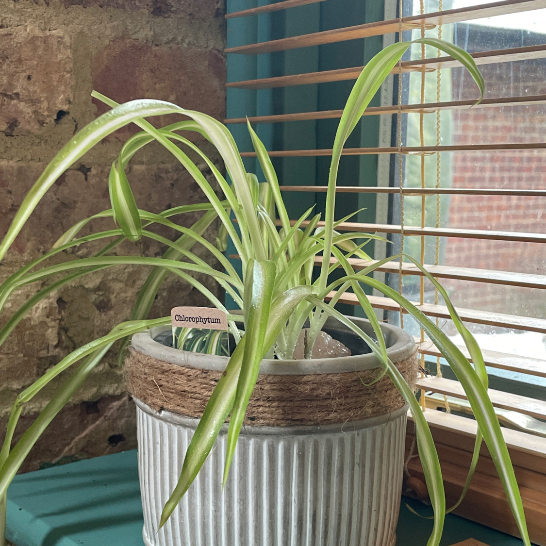 Spider Plant plant photo by @leaseonlife named Jerry on Greg, the plant care app.