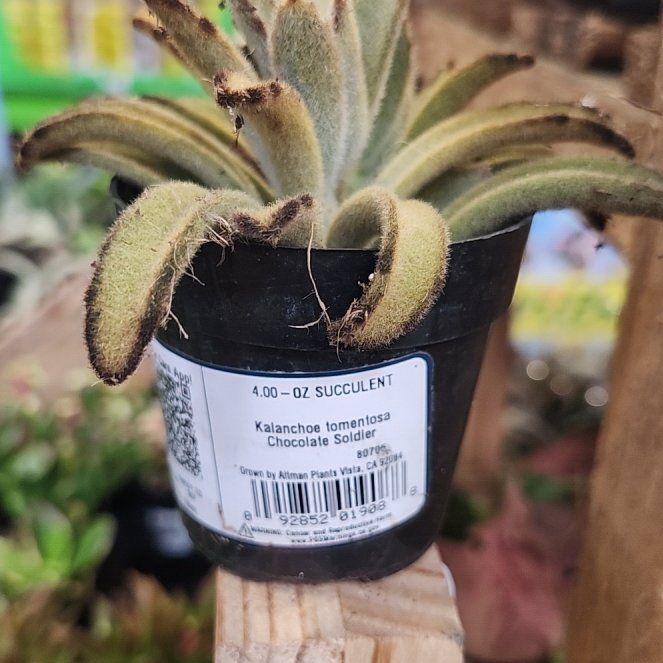 Photo of the plant species Chocolate Soldier Panda Plant by @LoyallyBanana34 named chocolate on Greg, the plant care app