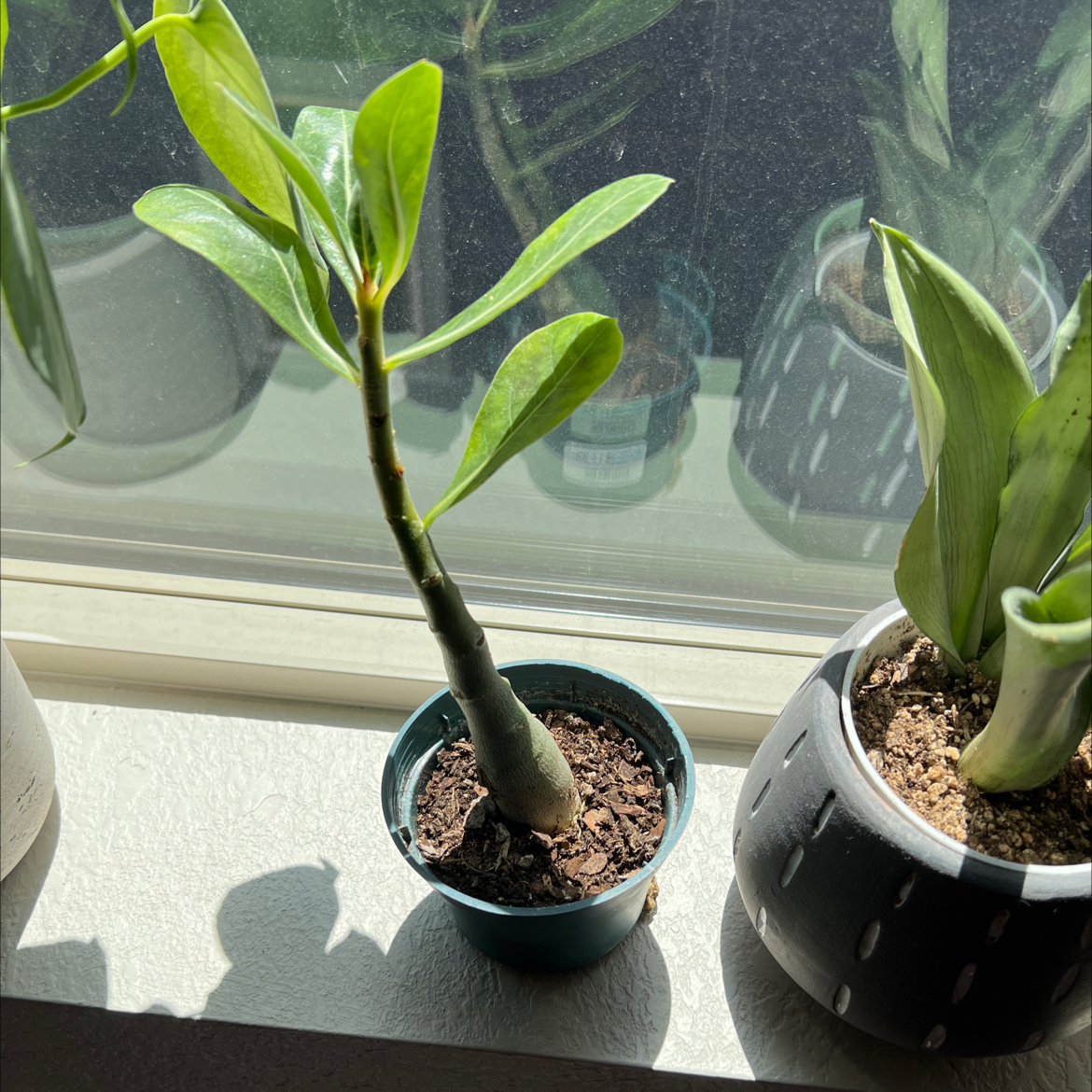 Desert Rose Plant in a small pot on a windowsill, with visible soil and healthy green leaves.