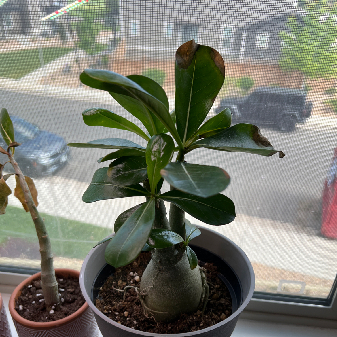 Desert Rose Plant in a pot on a windowsill with some browning leaves.