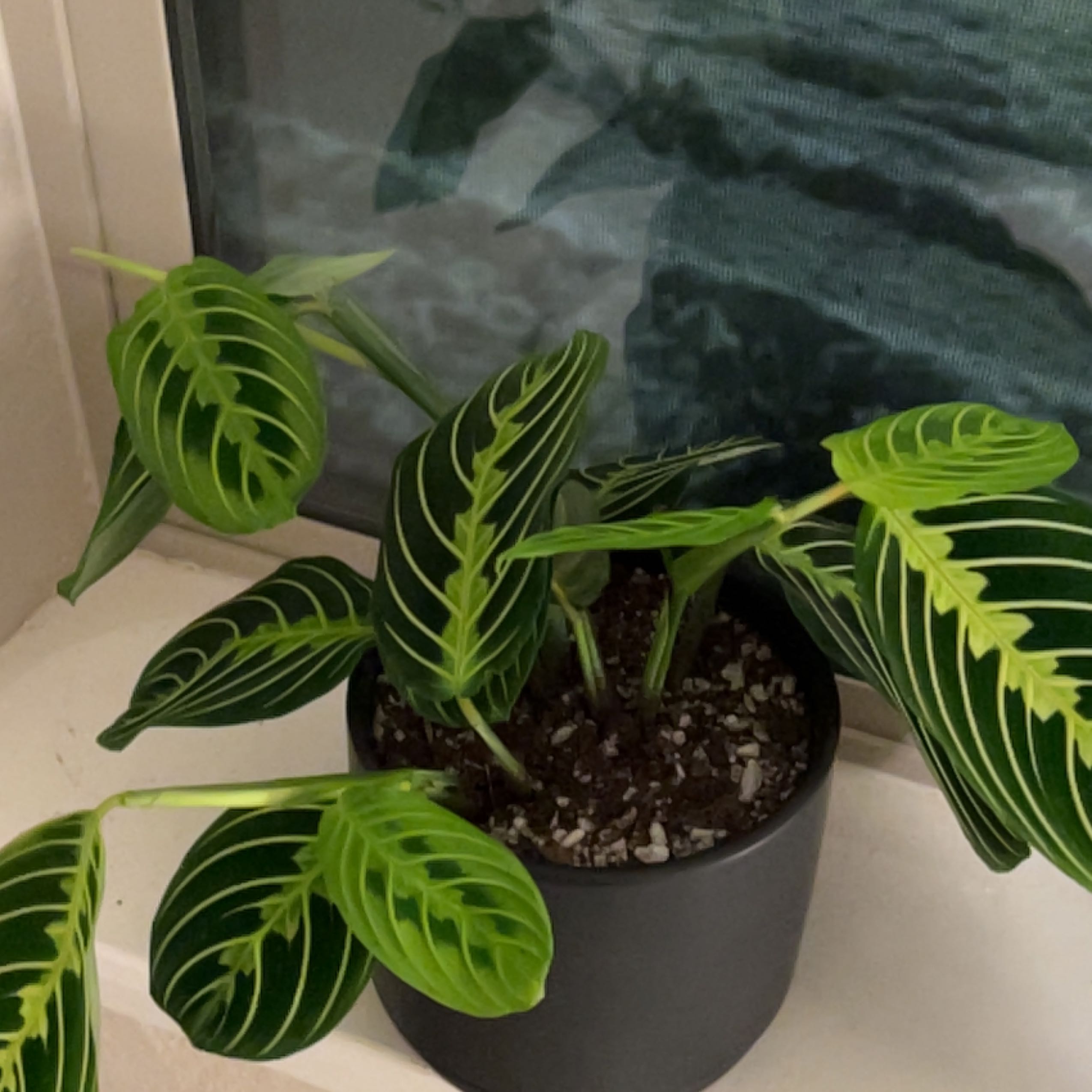 Potted Calathea Vittata with healthy green leaves featuring white stripes.
