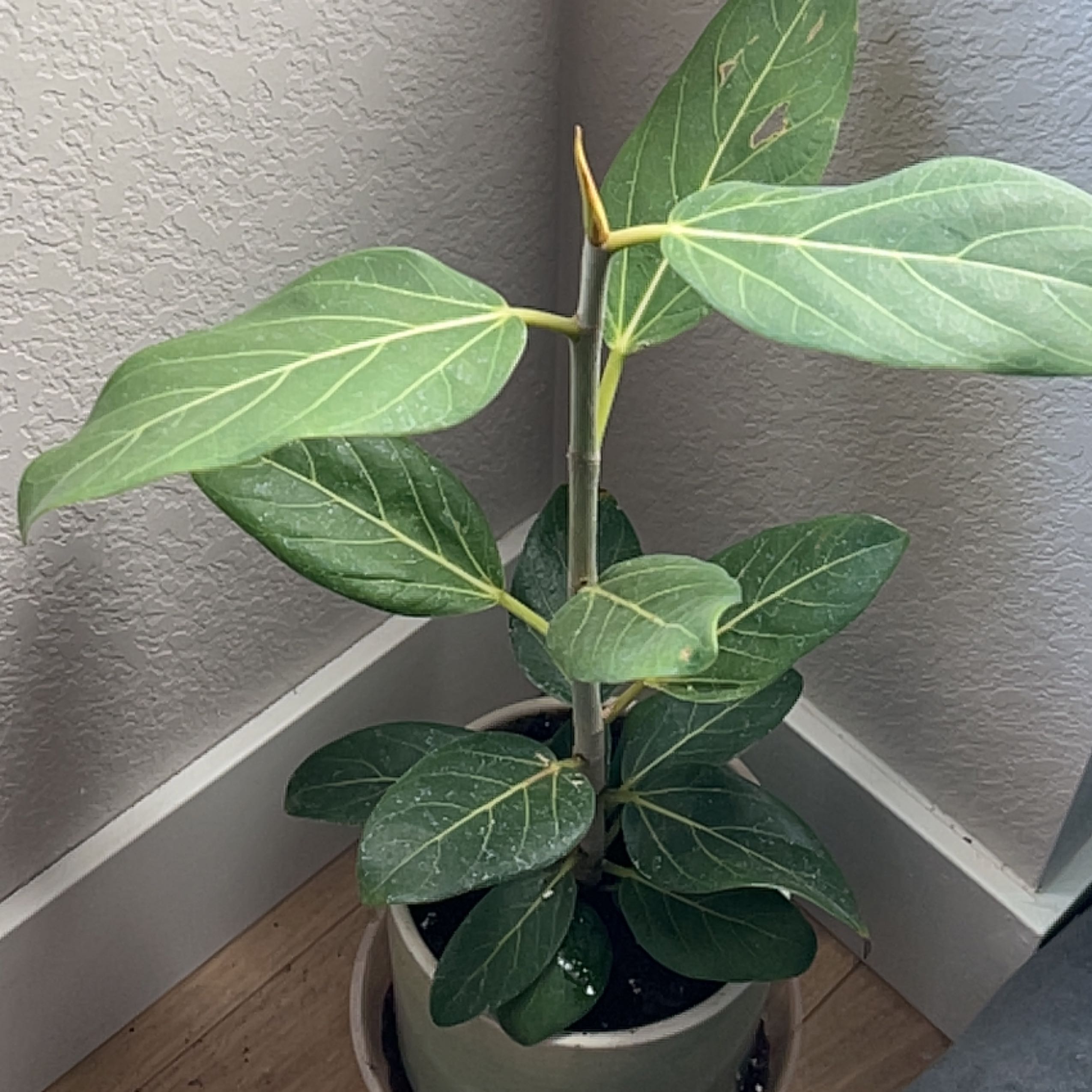 A healthy Audrey Ficus plant in a pot with dark green leaves and prominent veins.