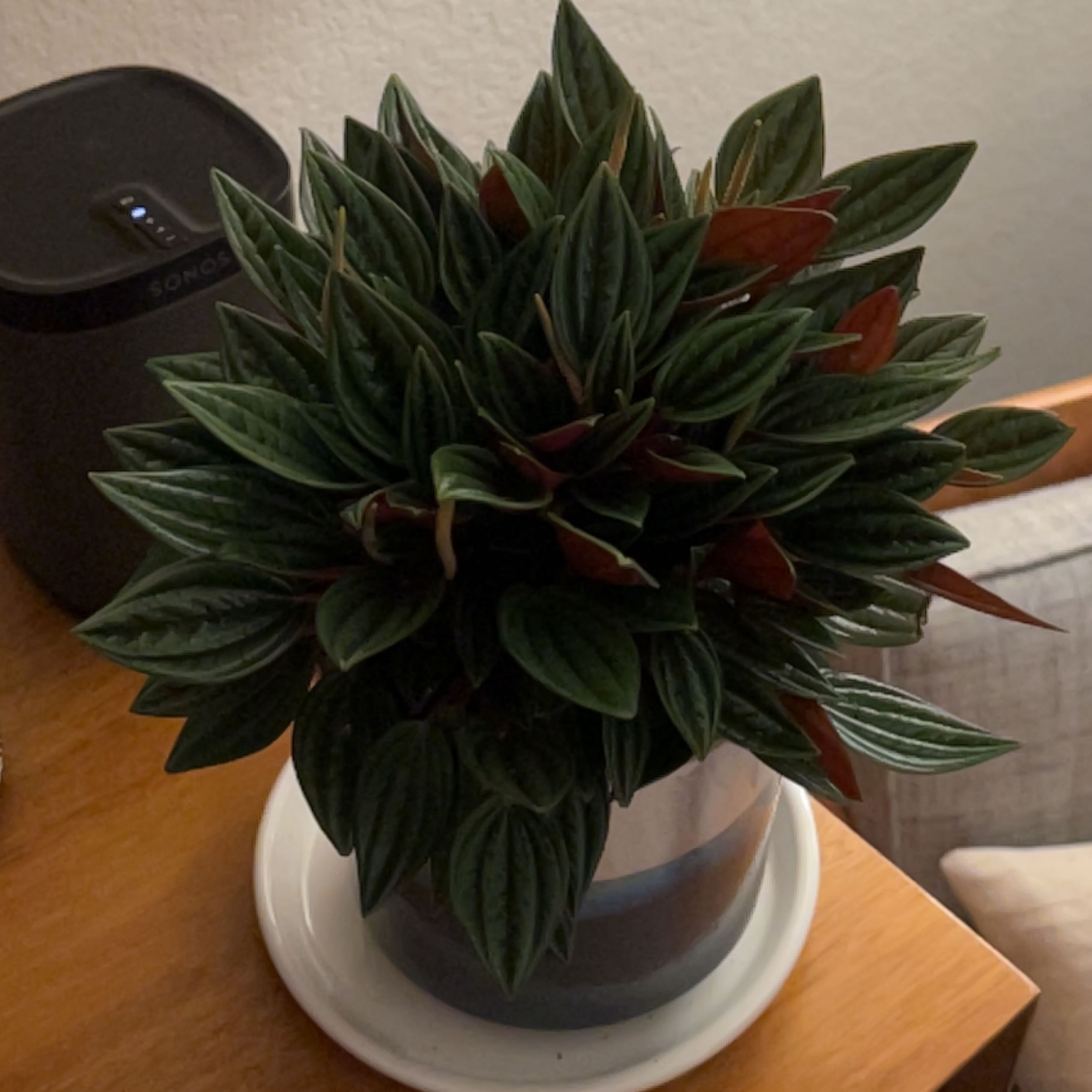Peperomia 'Rosso' plant in a pot on a saucer, with vibrant green and red leaves.