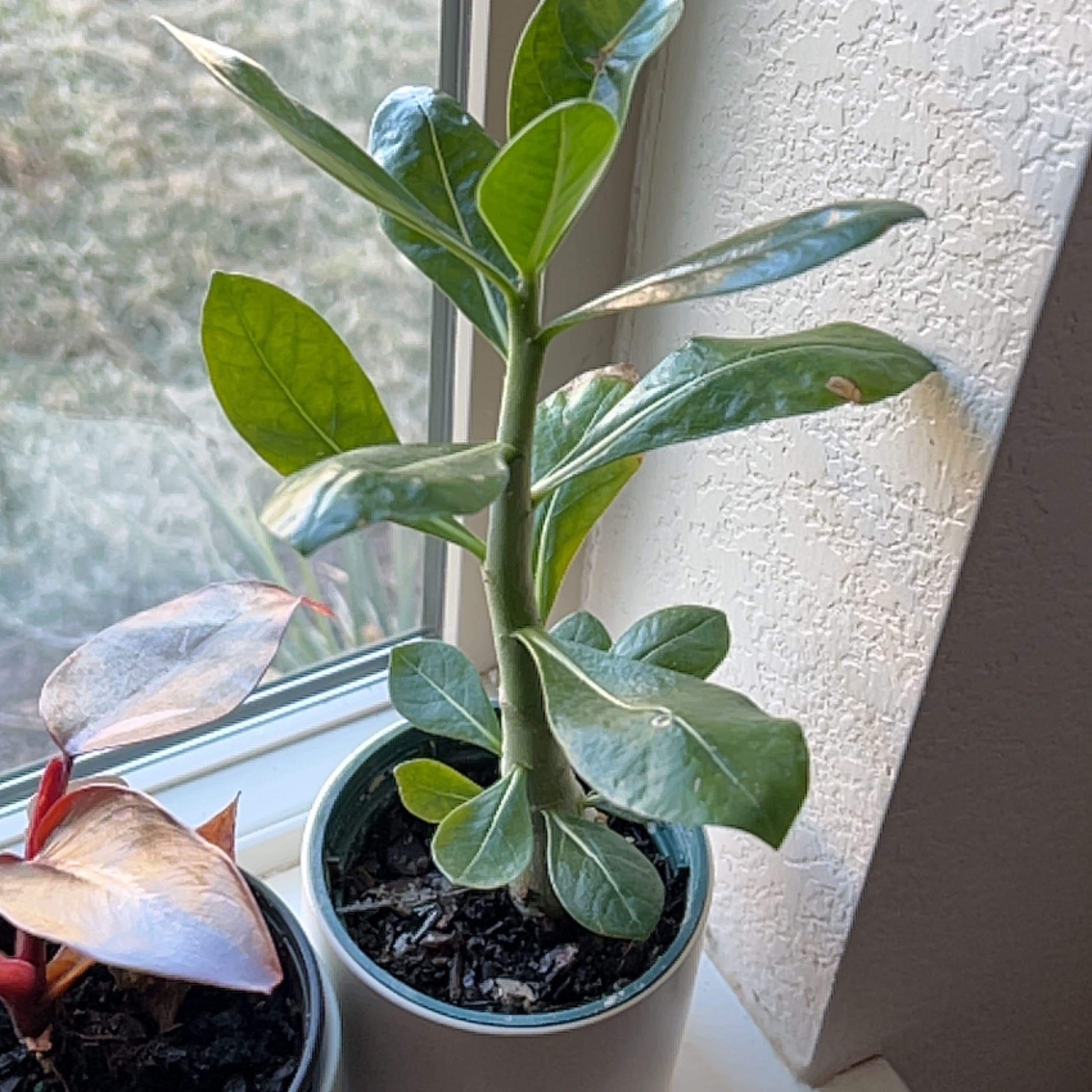 Desert Rose Plant near a window with green leaves and slight browning on one leaf.