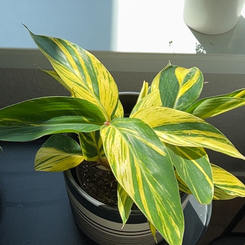 Variegated Shell Ginger plant with vibrant green and yellow leaves in a pot.