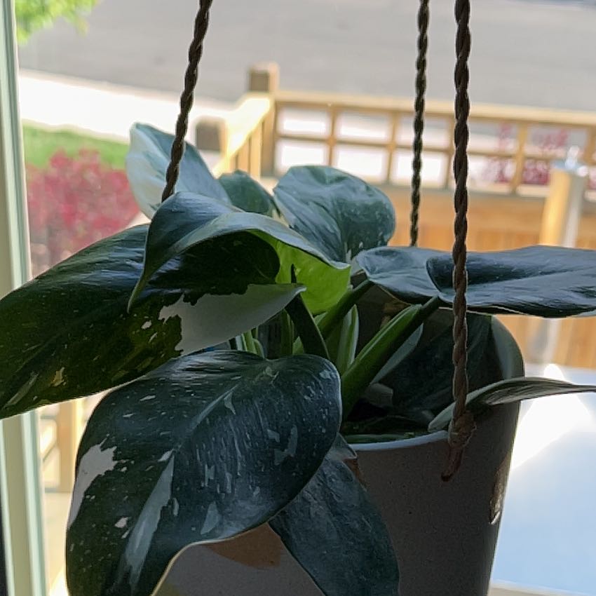 Philodendron 'White Princess' plant in a hanging pot with healthy variegated leaves.