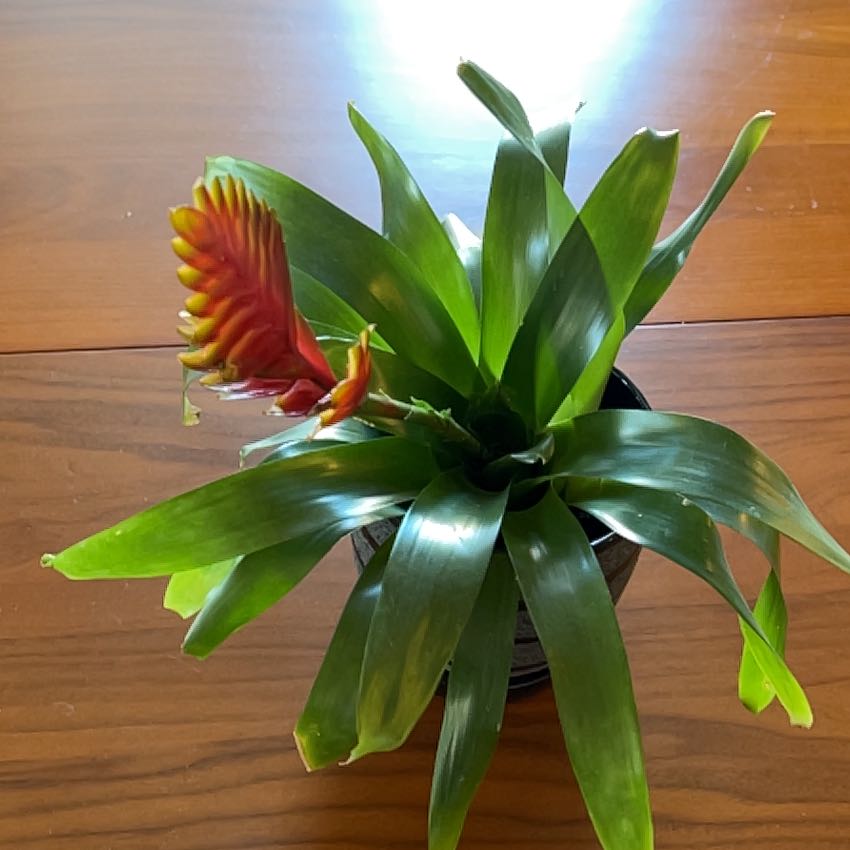 Pink Quill Plant with healthy green leaves and a prominent pink quill flower.