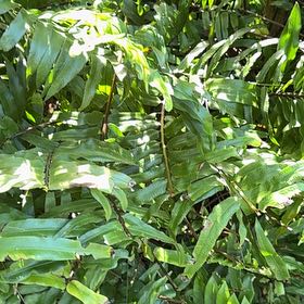 Photo of the plant species Inland Leatherfern by @ZestRedtree50 named Clooney on Greg, the plant care app