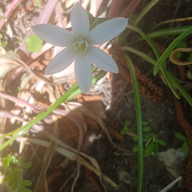 Photo of the plant species Star of Bethlehem by @ElectricDaisy named Sir Plancelot on Greg, the plant care app