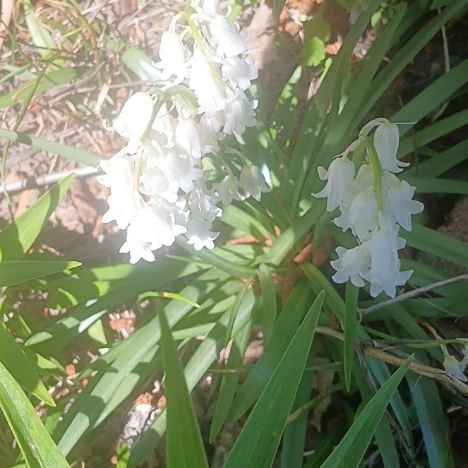 Photo of the plant species Spanish Bluebell by @ElectricDaisy named Forrest on Greg, the plant care app