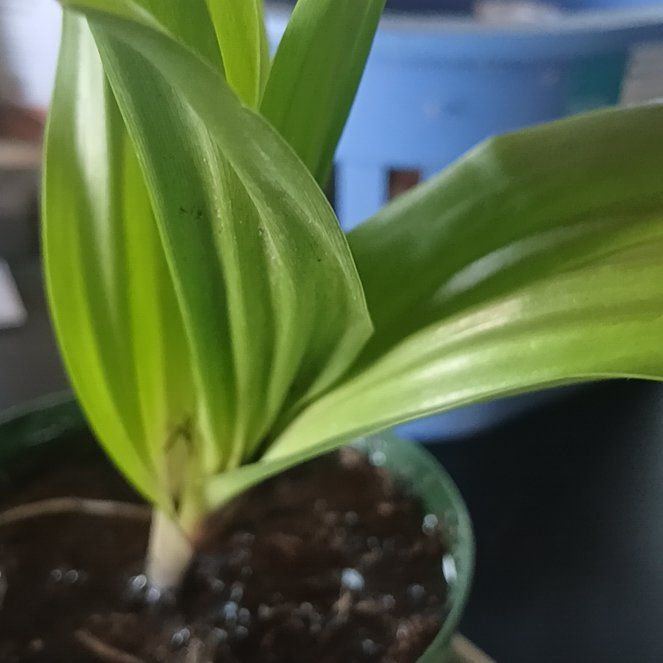 Photo of the plant species European White Hellebore by @ElectricDaisy named Nemo on Greg, the plant care app