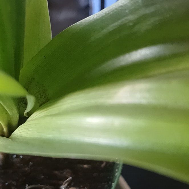 Photo of the plant species Andrews Clintonia by @ElectricDaisy named Hamilton on Greg, the plant care app