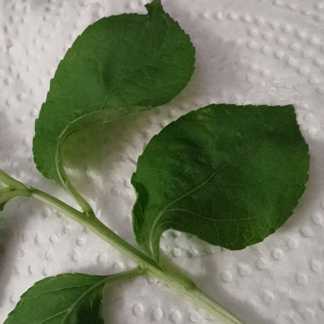 Photo of the plant species Asian Bittersweet by @ElectricDaisy named Lavender on Greg, the plant care app