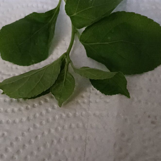 Photo of the plant species Asian Bittersweet by @ElectricDaisy named Bodhi on Greg, the plant care app