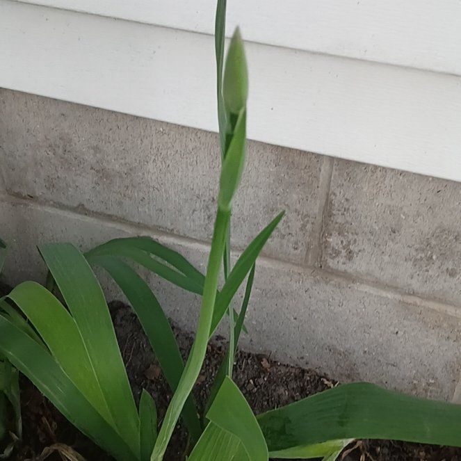 Photo of the plant species Blackberry Lily by @ElectricDaisy named Bieber on Greg, the plant care app