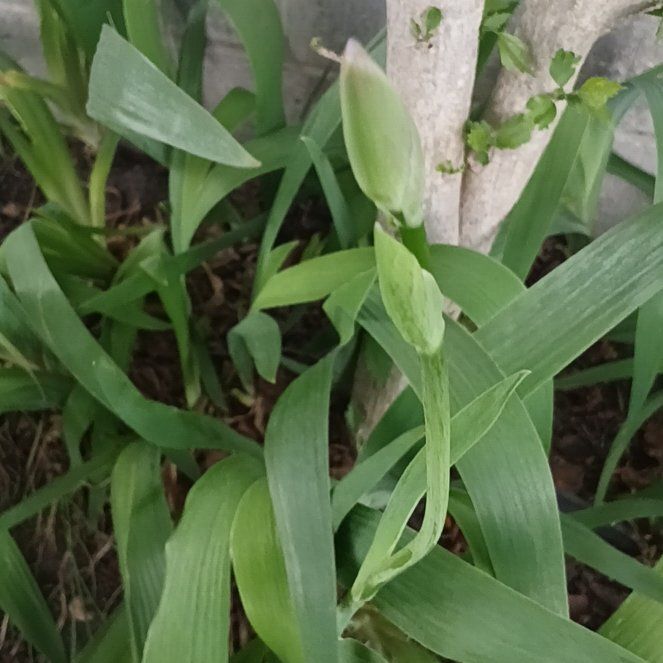 Photo of the plant species Crimean Iris by @ElectricDaisy named Miley on Greg, the plant care app