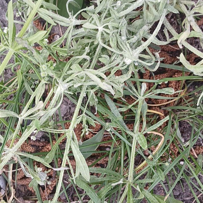 Photo of the plant species Jersey Cudweed by @ElectricDaisy named Kardashian on Greg, the plant care app