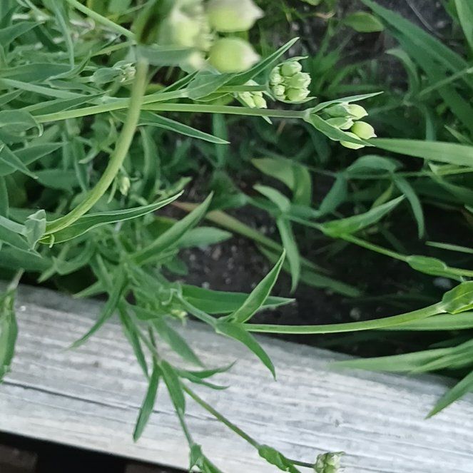 Photo of the plant species Common Flax by @ElectricDaisy named Doja Cat on Greg, the plant care app