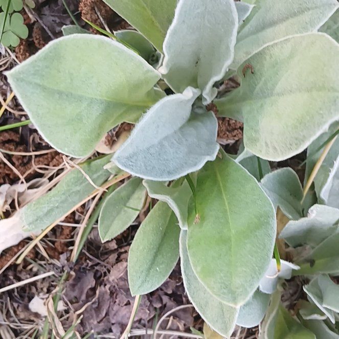 Photo of the plant species Rose Campion by @ElectricDaisy named Homer on Greg, the plant care app