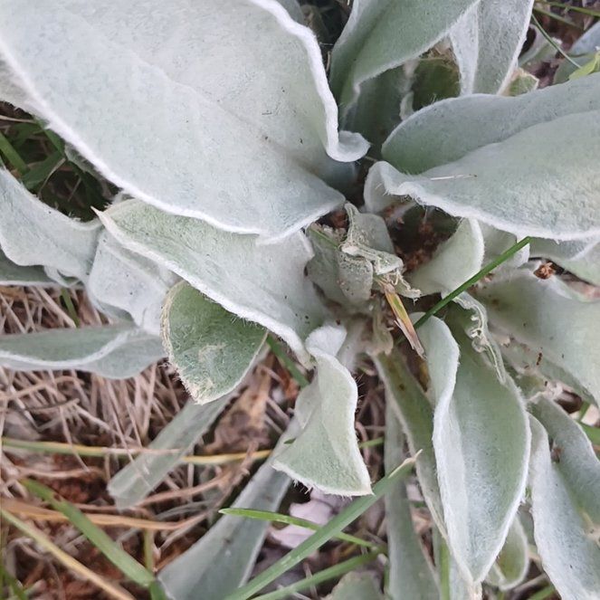 Photo of the plant species Rose Campion by @ElectricDaisy named Lebron on Greg, the plant care app