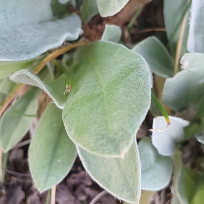Photo of the plant species Rose Campion by @ElectricDaisy named Daphne on Greg, the plant care app