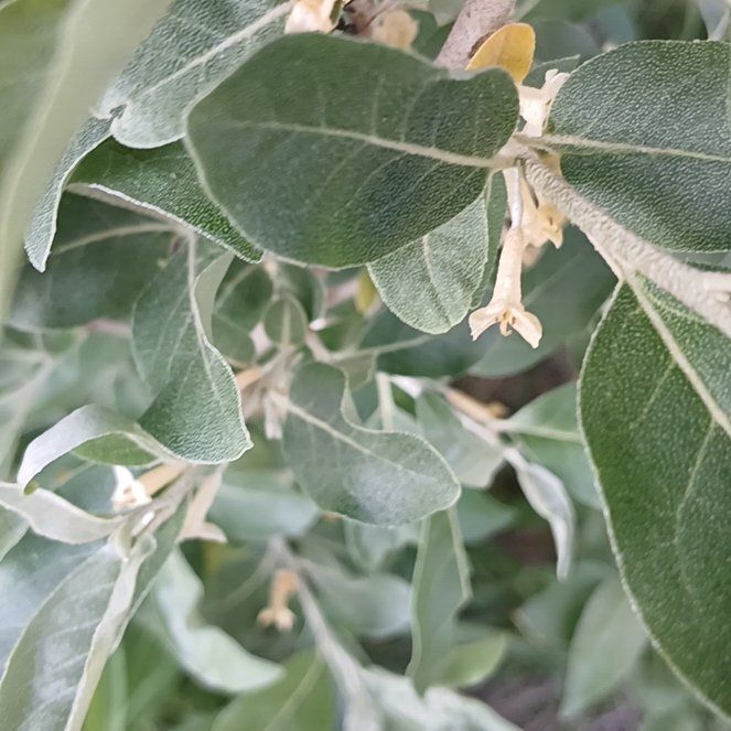 Photo of the plant species Wild Olive by @ElectricDaisy named Tree Diddy on Greg, the plant care app