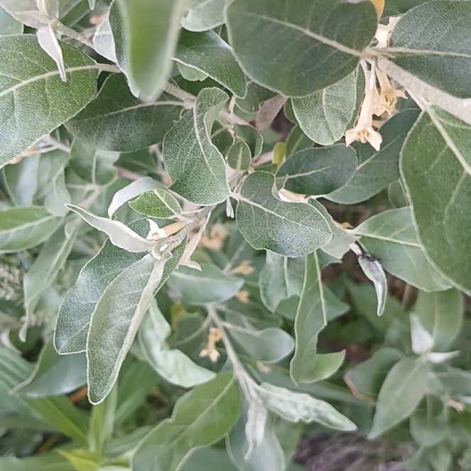 Photo of the plant species Autumn Olive by @ElectricDaisy named Nithin on Greg, the plant care app