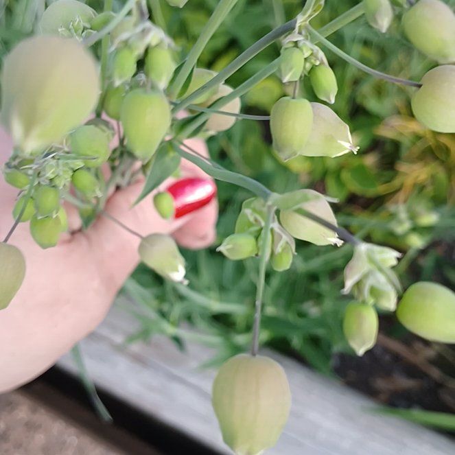 Photo of the plant species Smilax Asparagus by @ElectricDaisy named Plato on Greg, the plant care app
