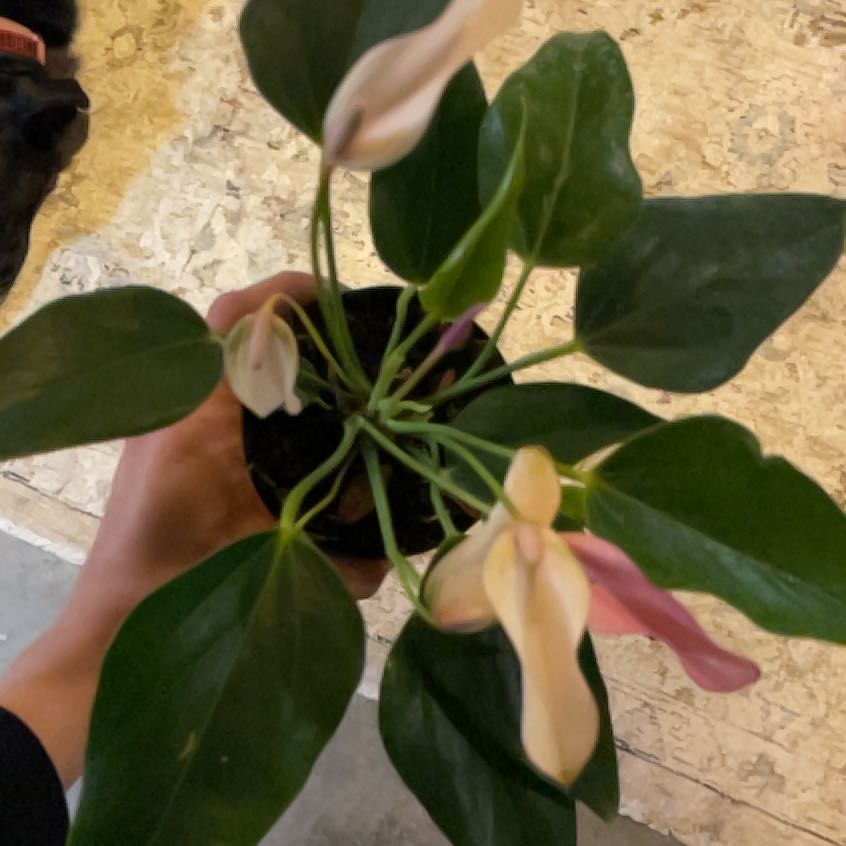 Photo of the plant species Anthurium Purple by @HighMullein80 named Maya on Greg, the plant care app