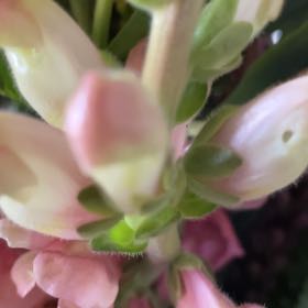 Photo of the plant species Texas Paintbrush by @GiftedOricad87 named Pax on Greg, the plant care app