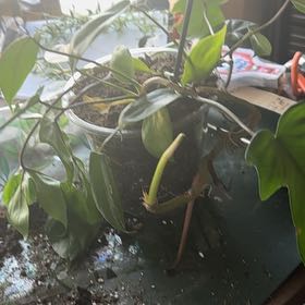 Photo of the plant species Philodendron Hybrid by @ModernTievine77 named Madonna on Greg, the plant care app