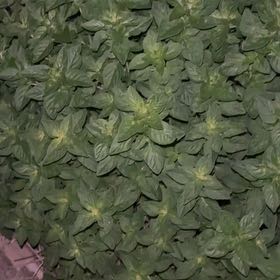 Photo of the plant species Mnium Hornum by @WinTobacco30 named Kendall on Greg, the plant care app