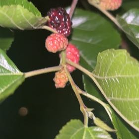 Photo of the plant species Black Mulberry by @WinTobacco30 named Achilles on Greg, the plant care app