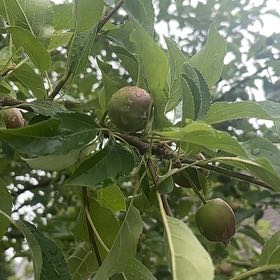 Photo of the plant species Indian Jujube by @WinTobacco30 named Daphne on Greg, the plant care app