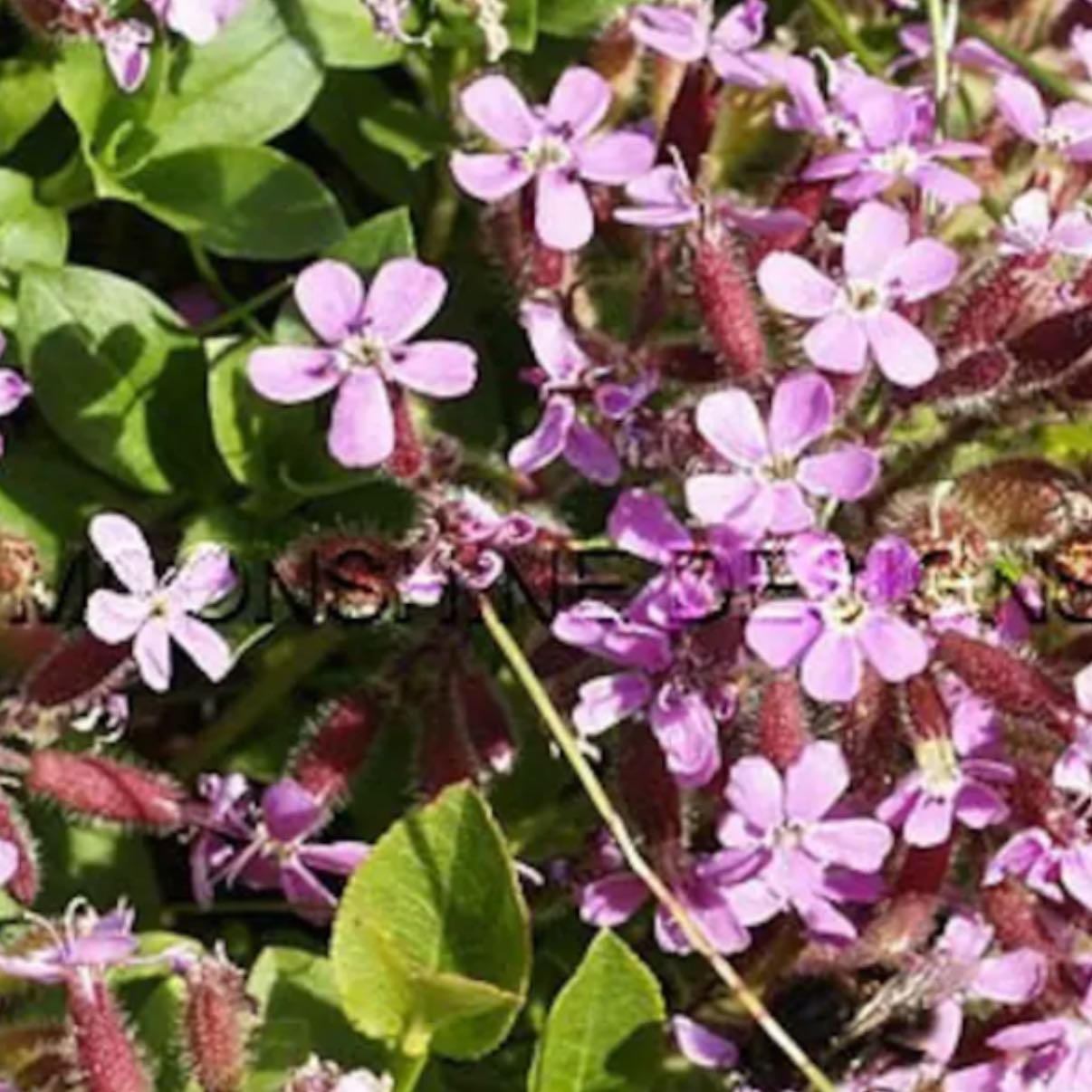 Photo of the plant species Rock Soapwort by @EthicalDidelta named Apollo on Greg, the plant care app