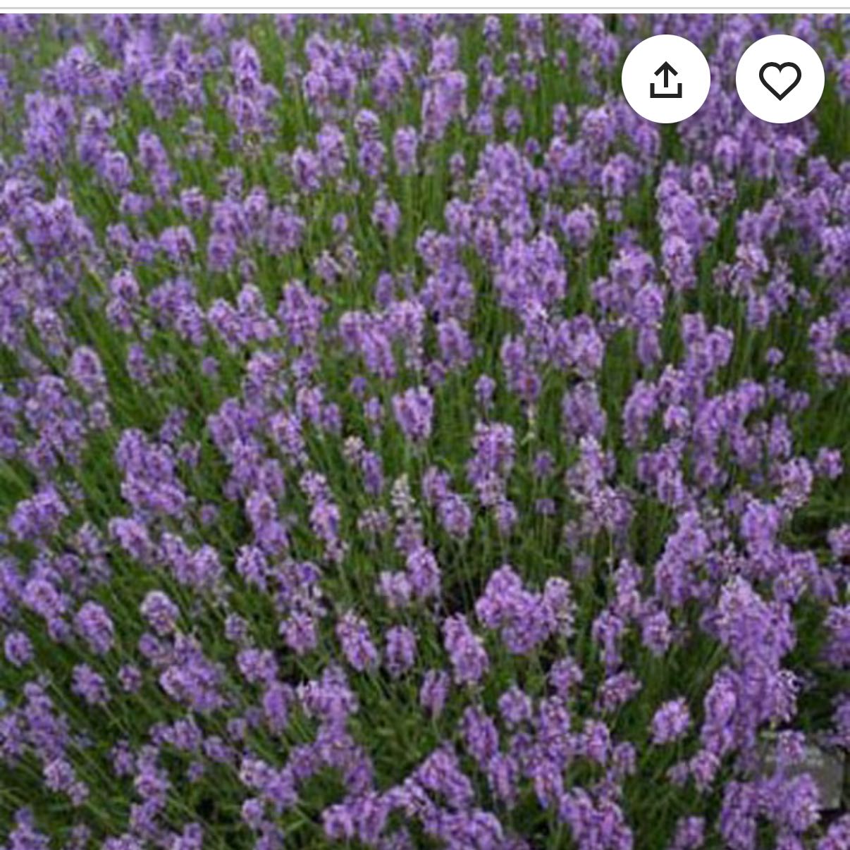 Photo of the plant species MUNSTEAD LAVENDER by @EthicalDidelta named da Vinci on Greg, the plant care app