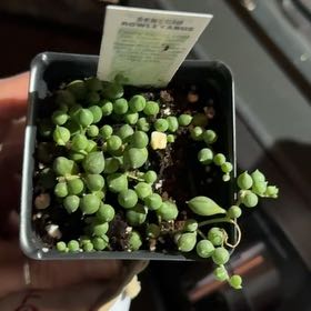 Photo of the plant species Senecio String of Pearls by @EthicalDidelta named Michelle Branch on Greg, the plant care app