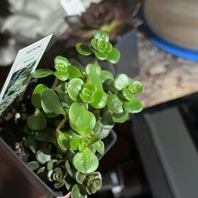 Photo of the plant species Sedum 'Tundra Tornado' by @EthicalDidelta named Naomi on Greg, the plant care app
