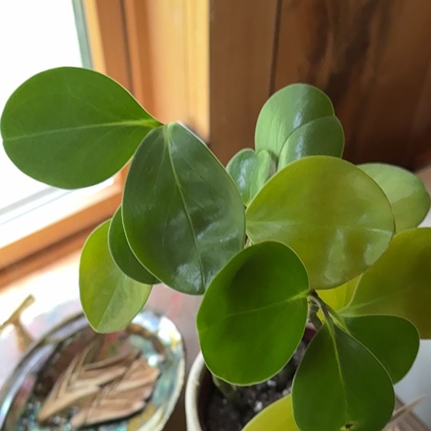 Photo of the plant species Peperomia sprucei by @EthicalDidelta named Planty on Greg, the plant care app