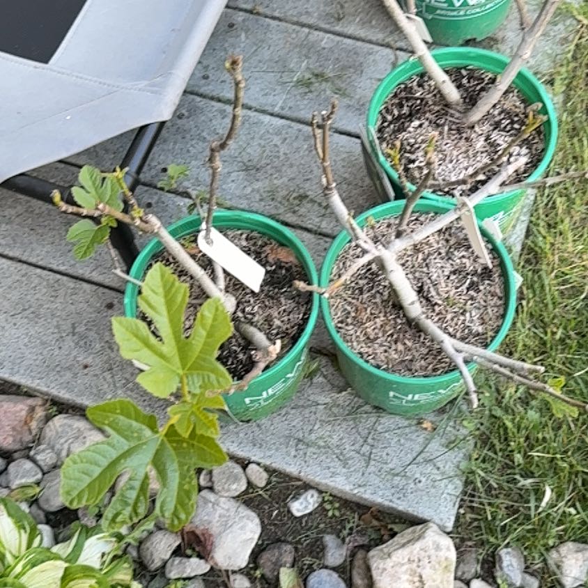 Photo of the plant species Desert King Fig Tree by @EthicalDidelta named Messi on Greg, the plant care app