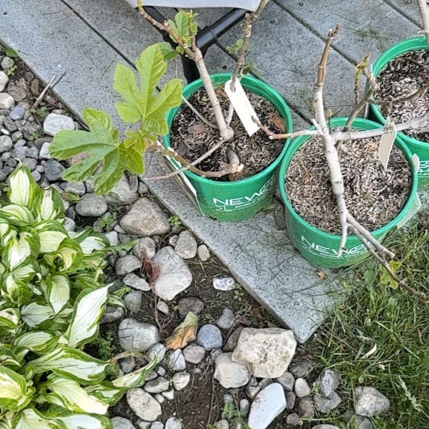 Photo of the plant species Brown Turkey Fig by @EthicalDidelta named Gregarious on Greg, the plant care app