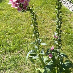 Photo of the plant species Purple Foxglove by @EthicalDidelta named Mollie on Greg, the plant care app