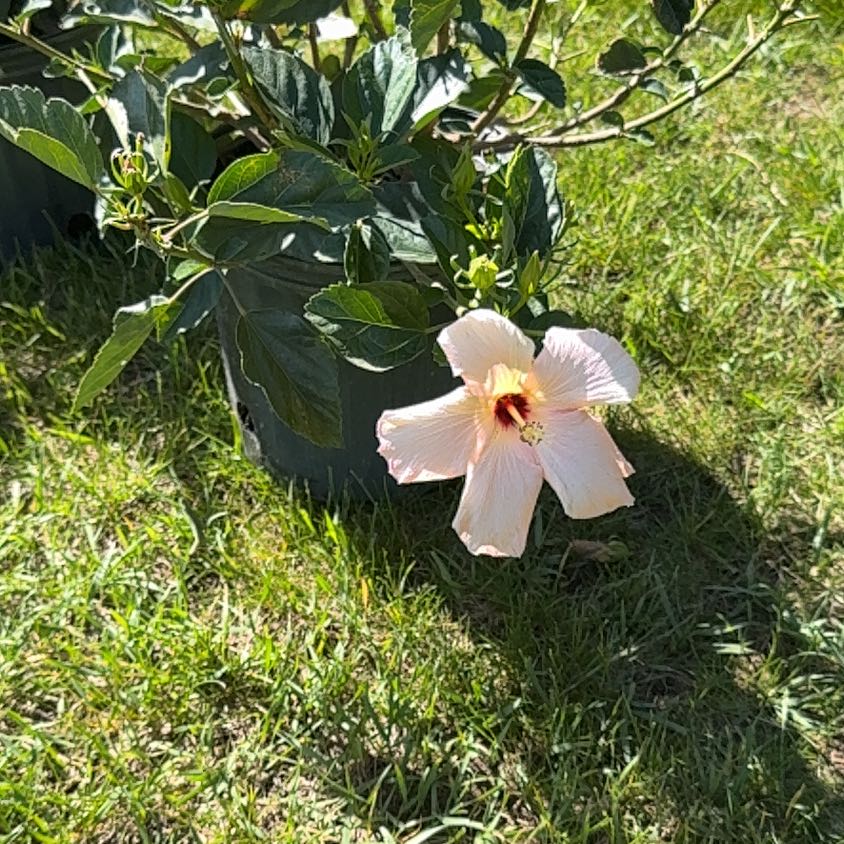 Photo of the plant species Hibiscus Moscheutos by @EthicalDidelta named Orlando Bloom on Greg, the plant care app