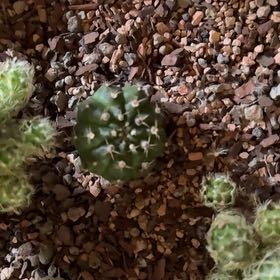 Photo of the plant species Brittle Prickly Pear by @EthicalDidelta named Fernie Mercury on Greg, the plant care app