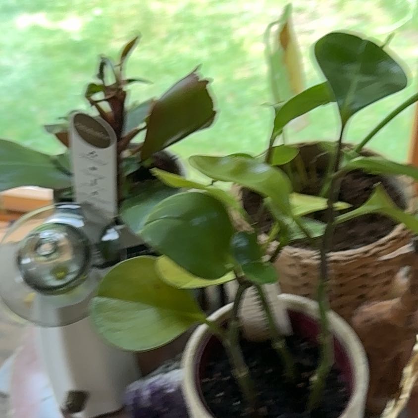 Photo of the plant species Peperomia urvilleana by @EthicalDidelta named Harmony on Greg, the plant care app