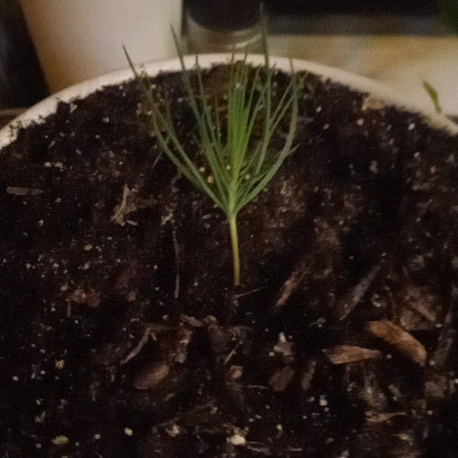 Photo of the plant species Ponderosa Pine by @AwesomeBlusher5 named Queen on Greg, the plant care app